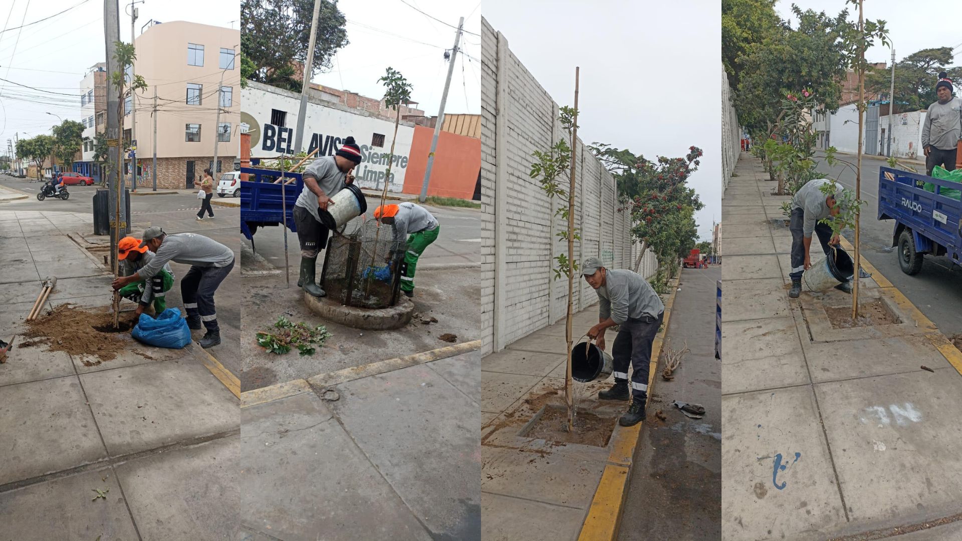 MUNICIPALIDAD DE BELLAVISTA IMPULSA LA REFORESTACIÓN URBANA CON LA SIEMBRA DE 22 ÁRBOLES TECOMA